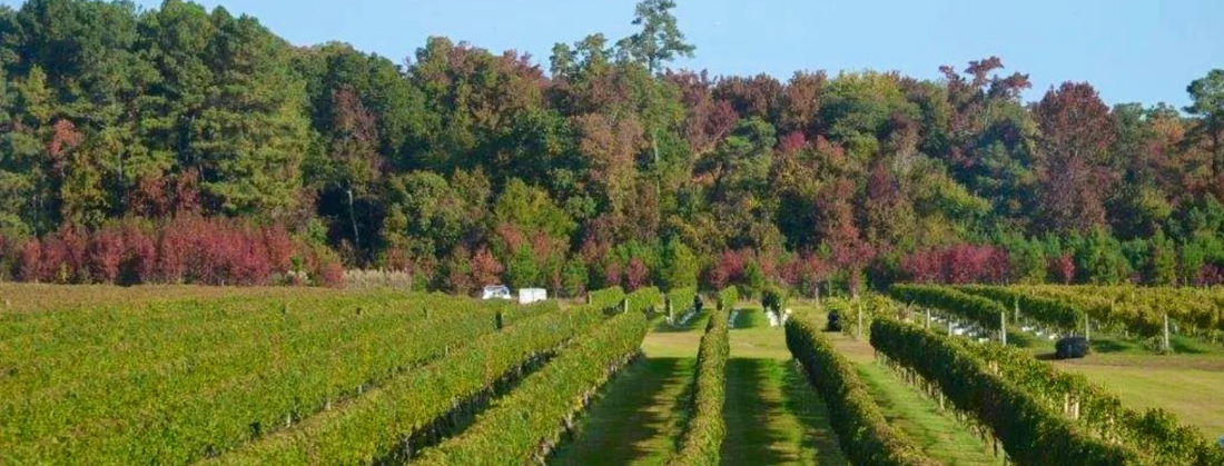 Mark Cascia Vineyards: Stevensville, MD